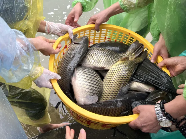 Giới thứ nhất: Không sát sinh